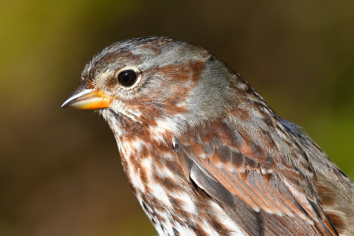 Fox Sparrow (Red) - ML615544665