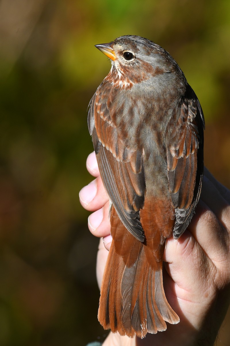 Fox Sparrow (Red) - ML615544667