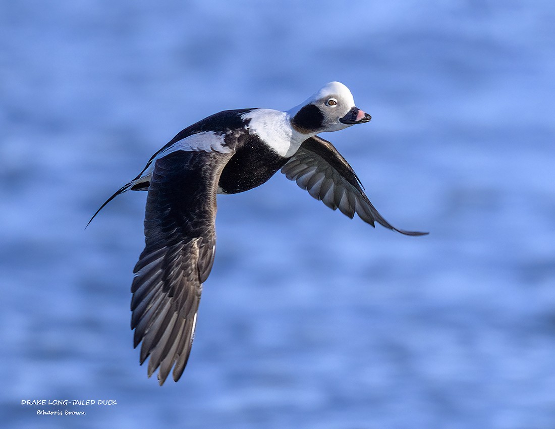 Long-tailed Duck - Harris Brown