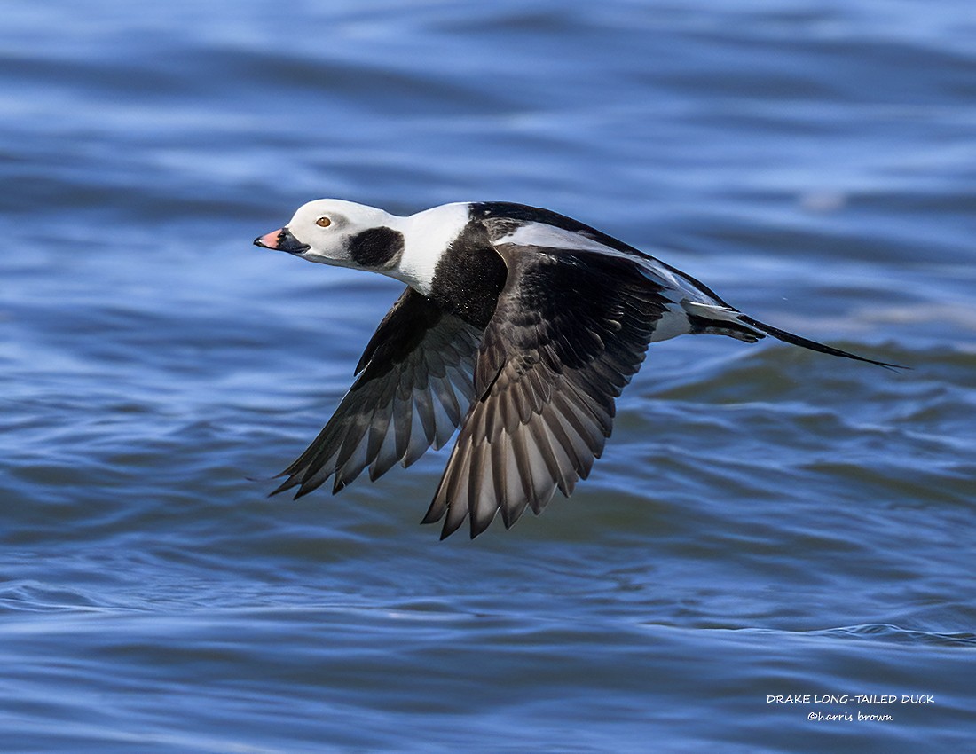 Long-tailed Duck - ML615544676