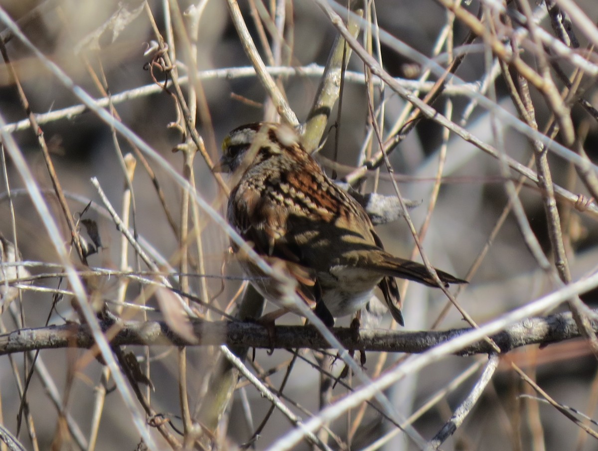 White-throated Sparrow - Ben Sampson