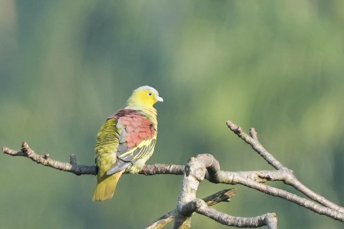 Ashy-headed Green-Pigeon - Anisuzzaman Babla