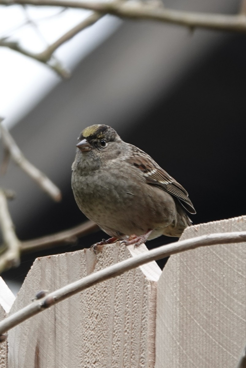 Golden-crowned Sparrow - ML615545230