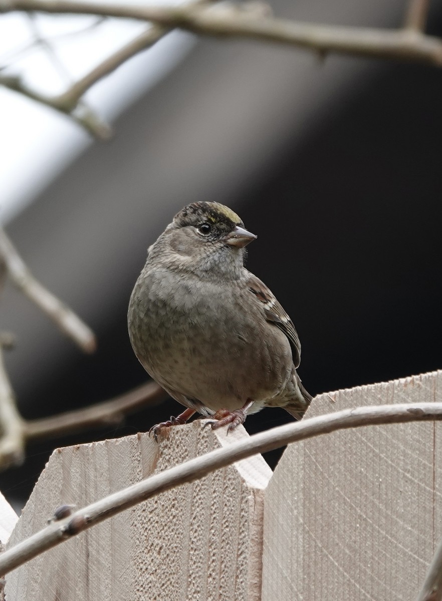 Golden-crowned Sparrow - ML615545245