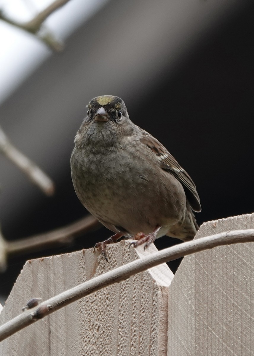 Golden-crowned Sparrow - ML615545247
