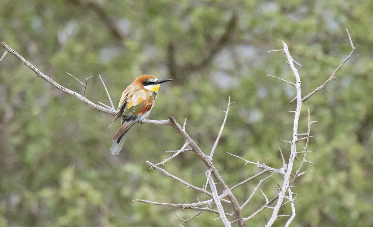 European Bee-eater - ML615545280