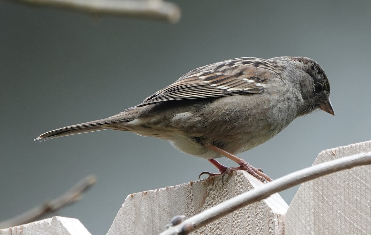 Golden-crowned Sparrow - ML615545283