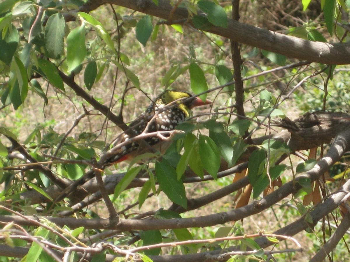 Yellow-breasted Barbet - ML615545489