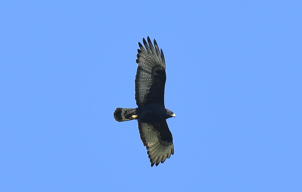 Zone-tailed Hawk - ML615545545