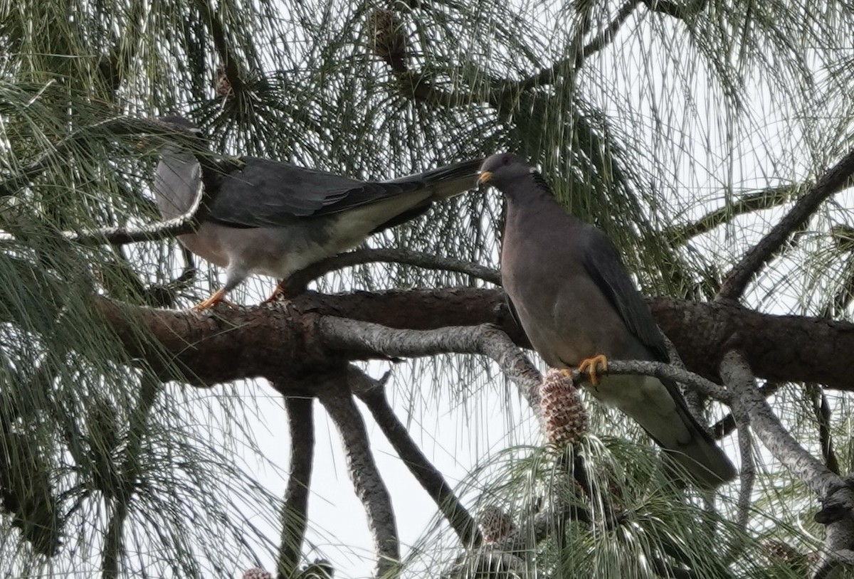 Band-tailed Pigeon - Dave Ebbitt