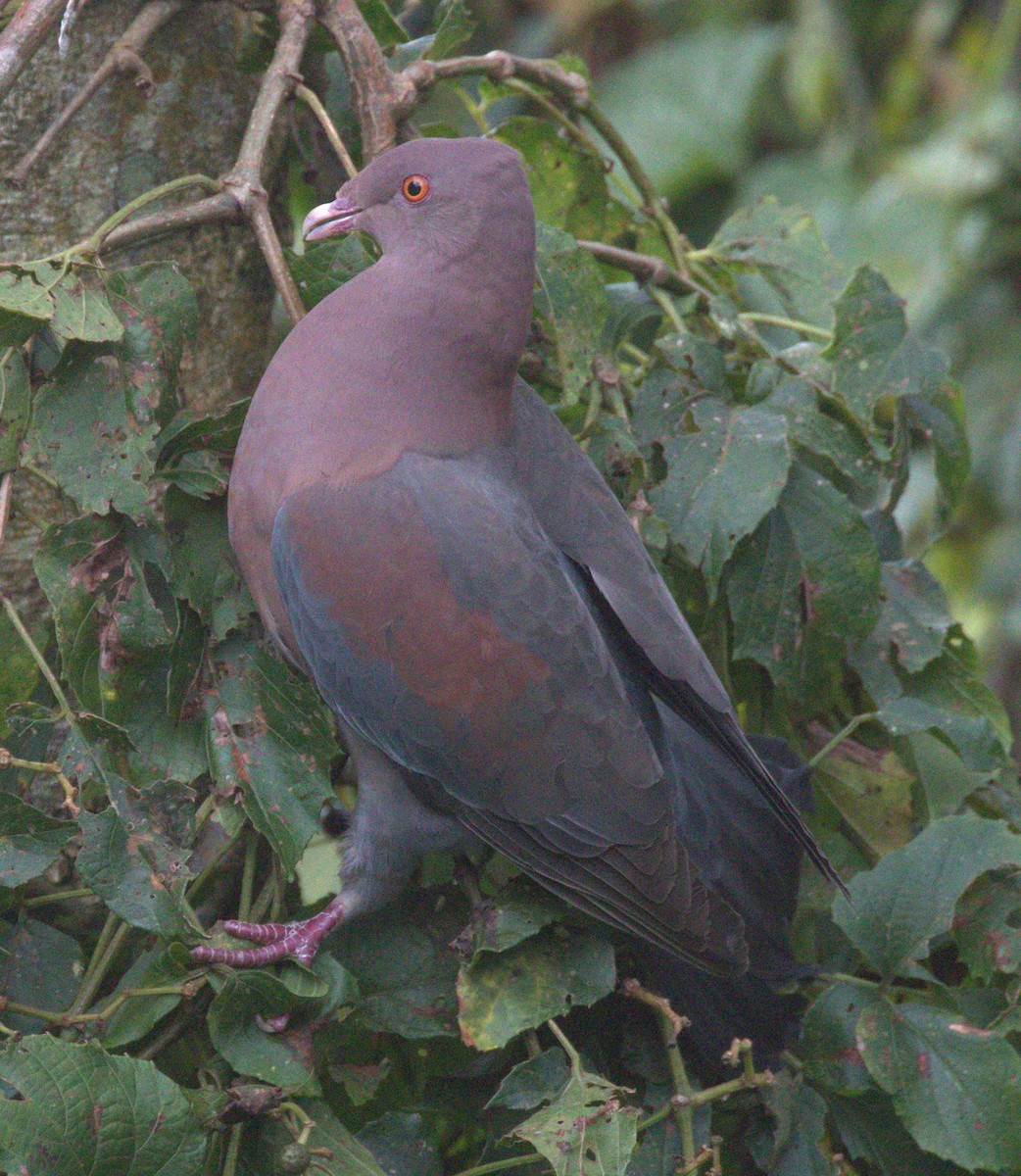 Red-billed Pigeon - Richard Brown