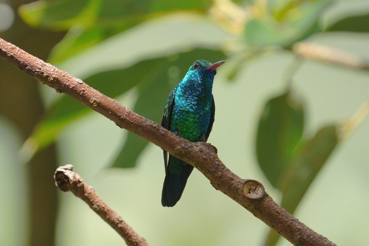 kolibřík modrobradý - ML615545753
