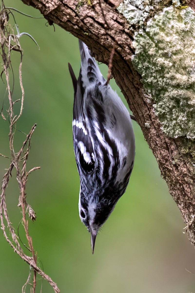 Black-and-white Warbler - ML615545834