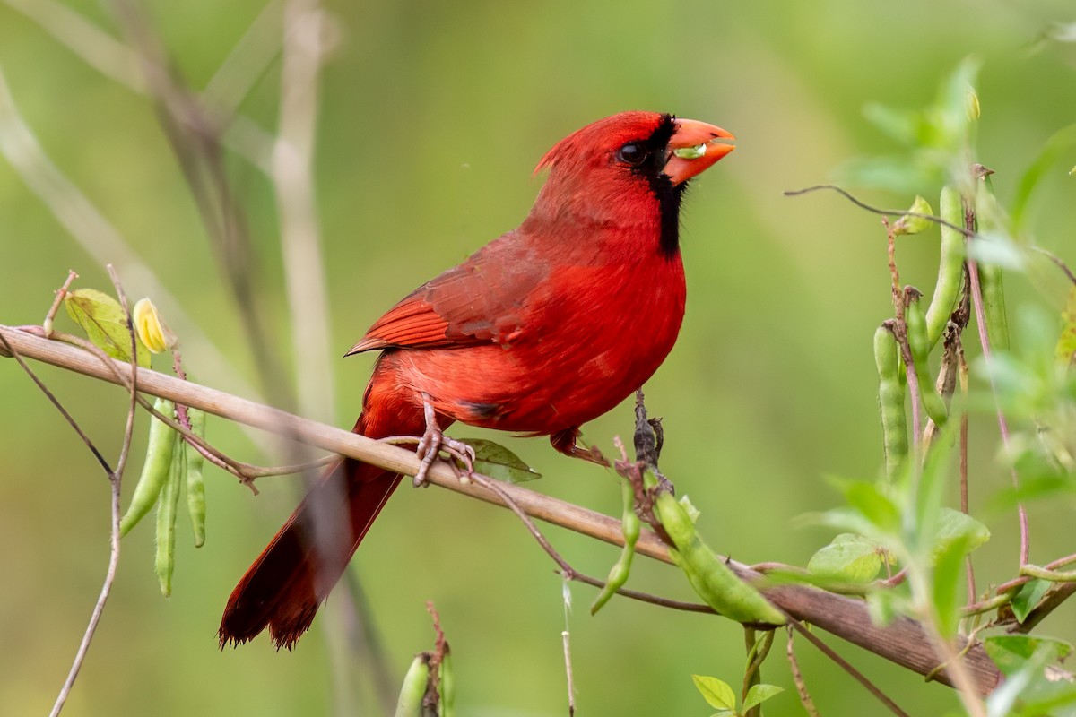Cardinal rouge - ML615545984