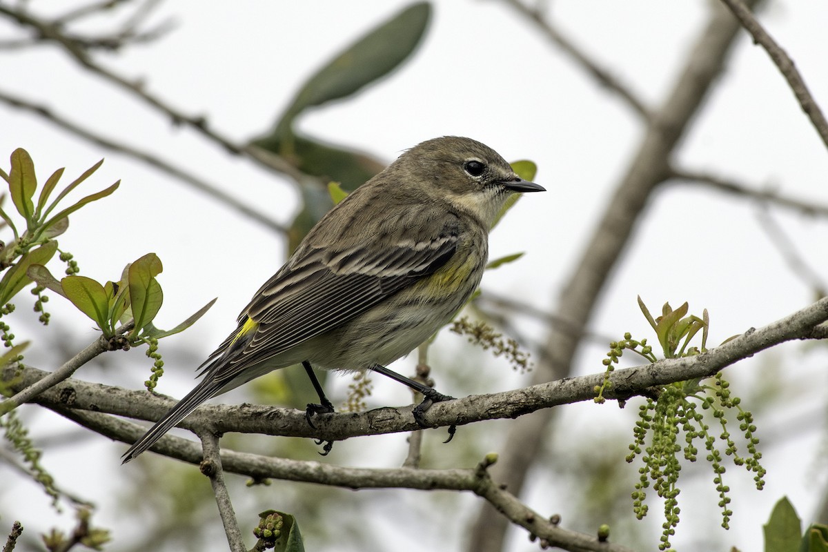 Yellow-rumped Warbler - Denny Swaby