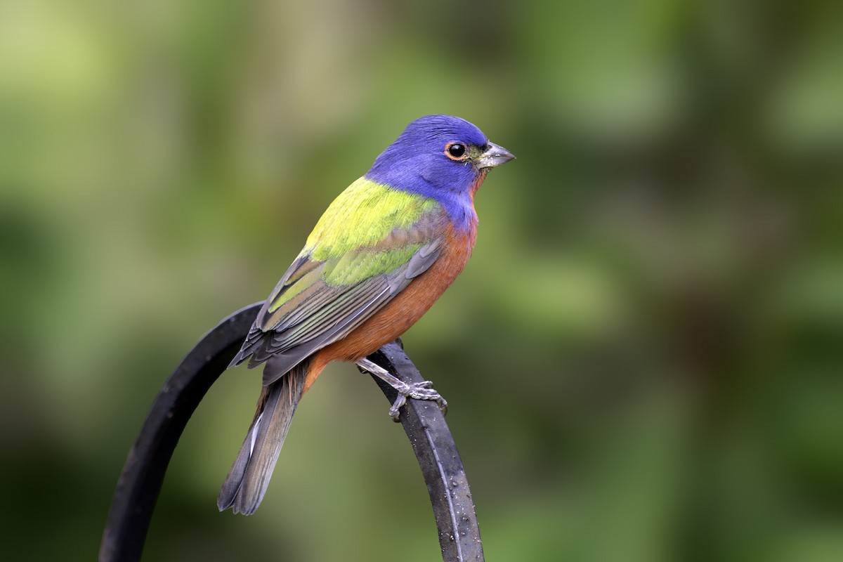 Painted Bunting - Denny Swaby