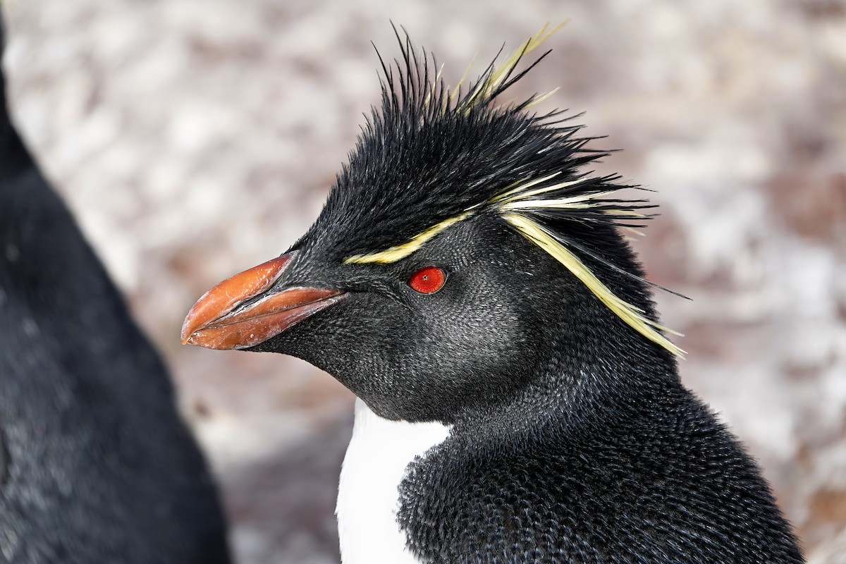 Southern Rockhopper Penguin - ML615546419