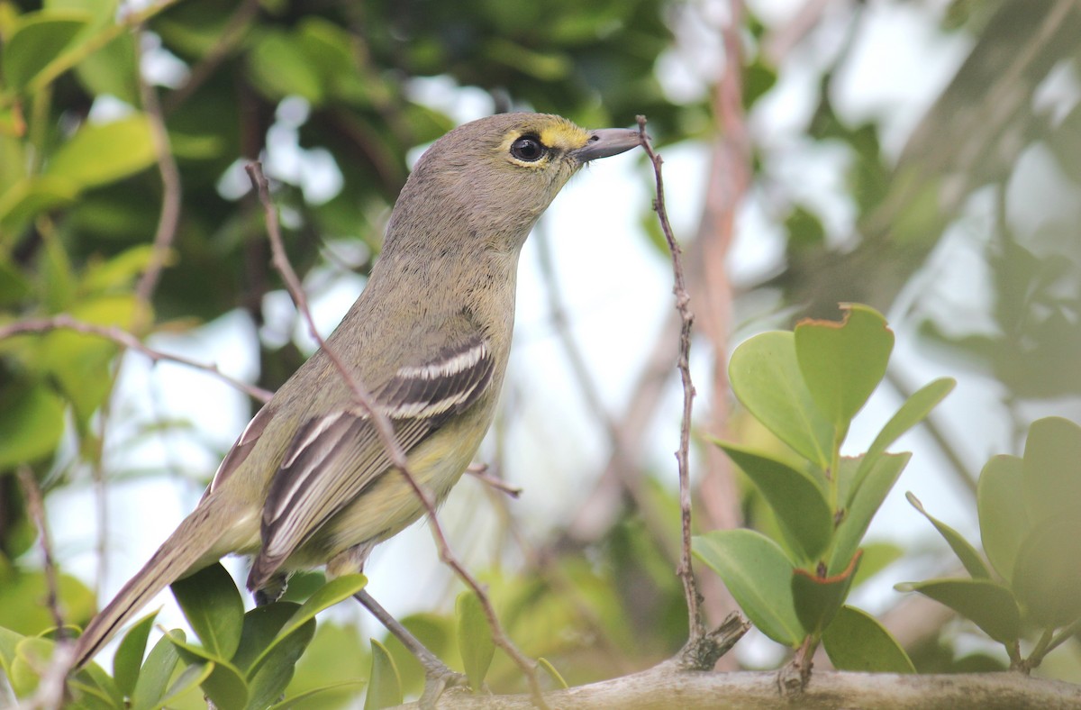 Thick-billed Vireo - Michael McAllister
