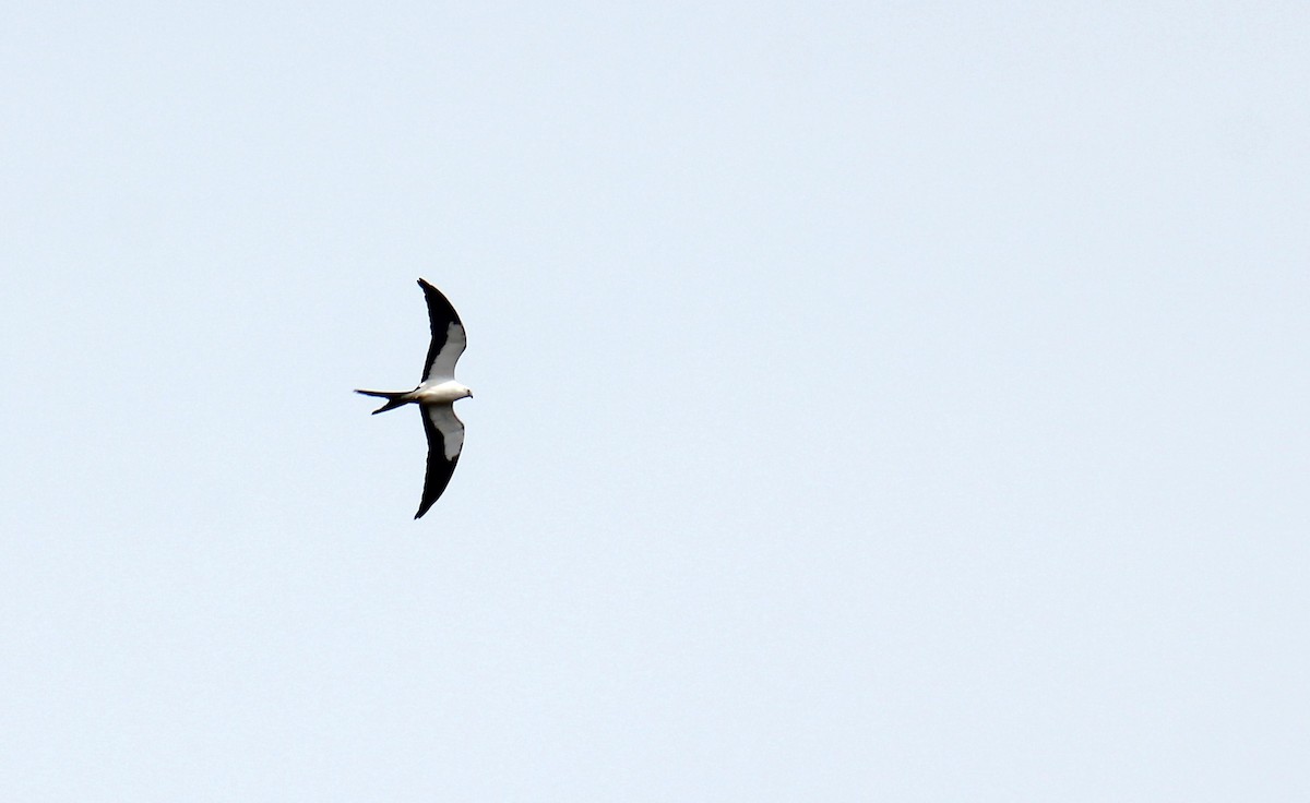 Swallow-tailed Kite - ML615546540