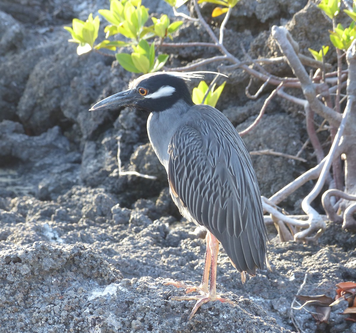 Yellow-crowned Night Heron (Galapagos) - Robert Unt-ucht