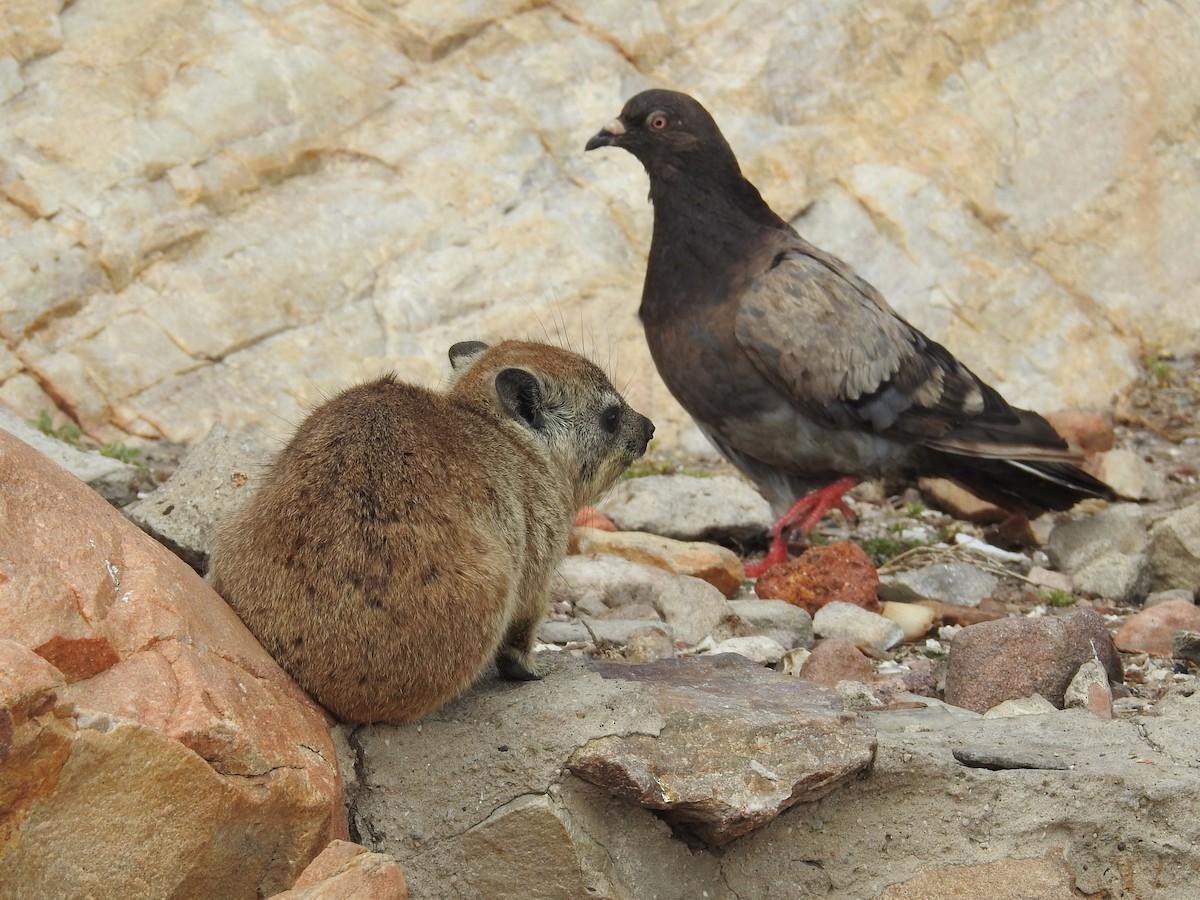 Rock Pigeon (Feral Pigeon) - ML615546809