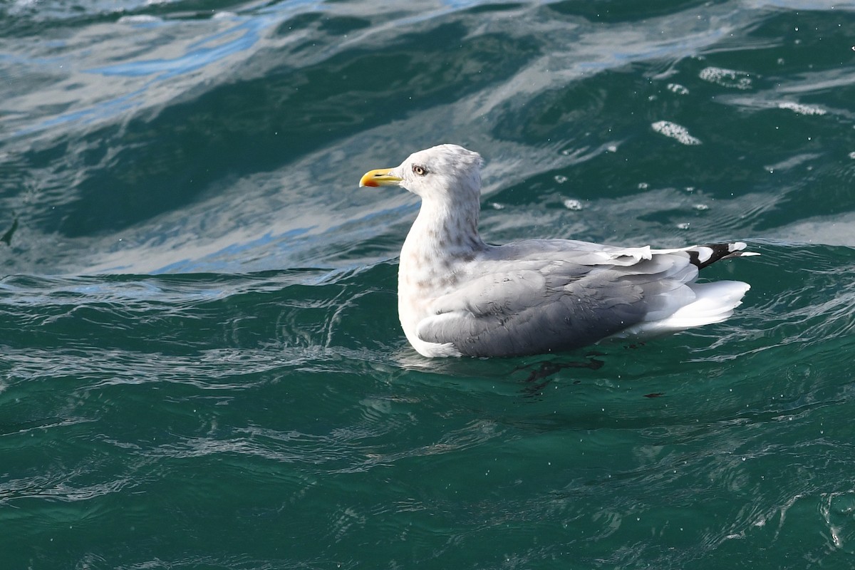 Iceland Gull (Thayer's) - David M. Bell