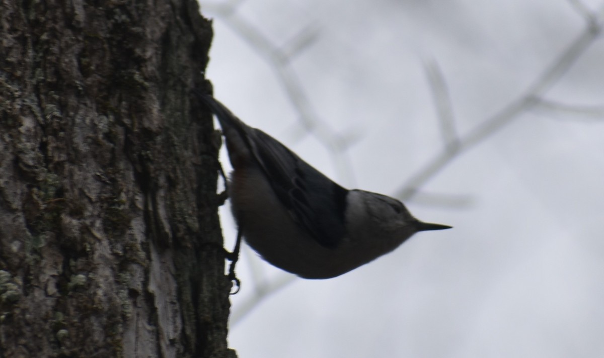 White-breasted Nuthatch - Warren Rofe
