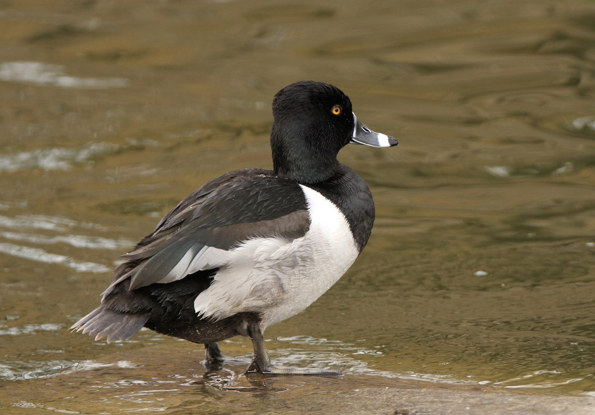 Ring-necked Duck - ML615546985