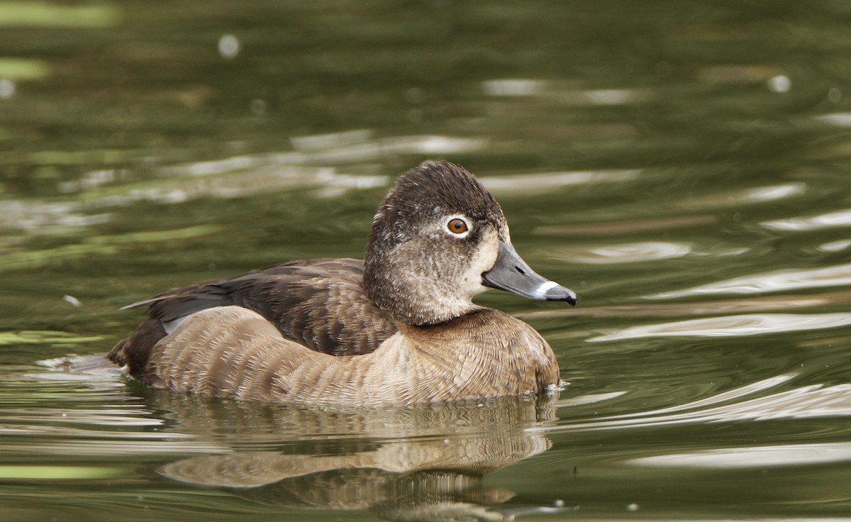 Ring-necked Duck - ML615547067