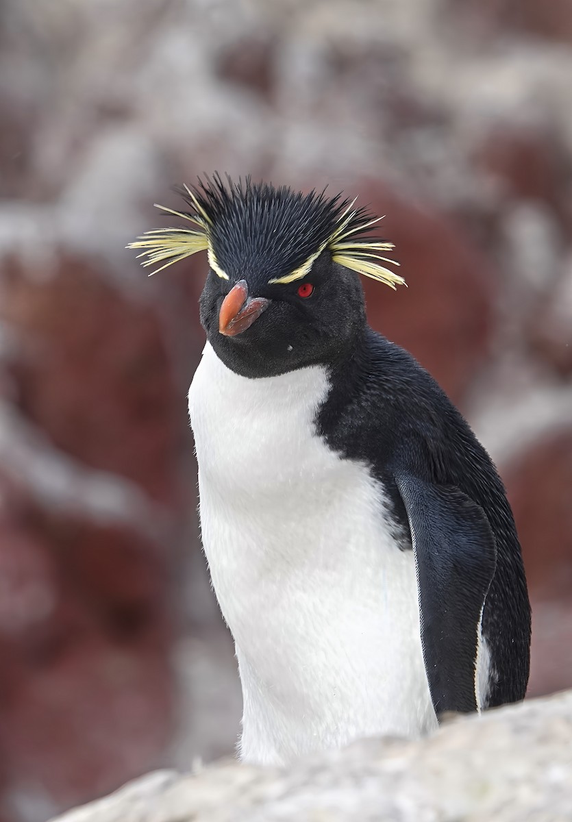 Southern Rockhopper Penguin - Chris Bell
