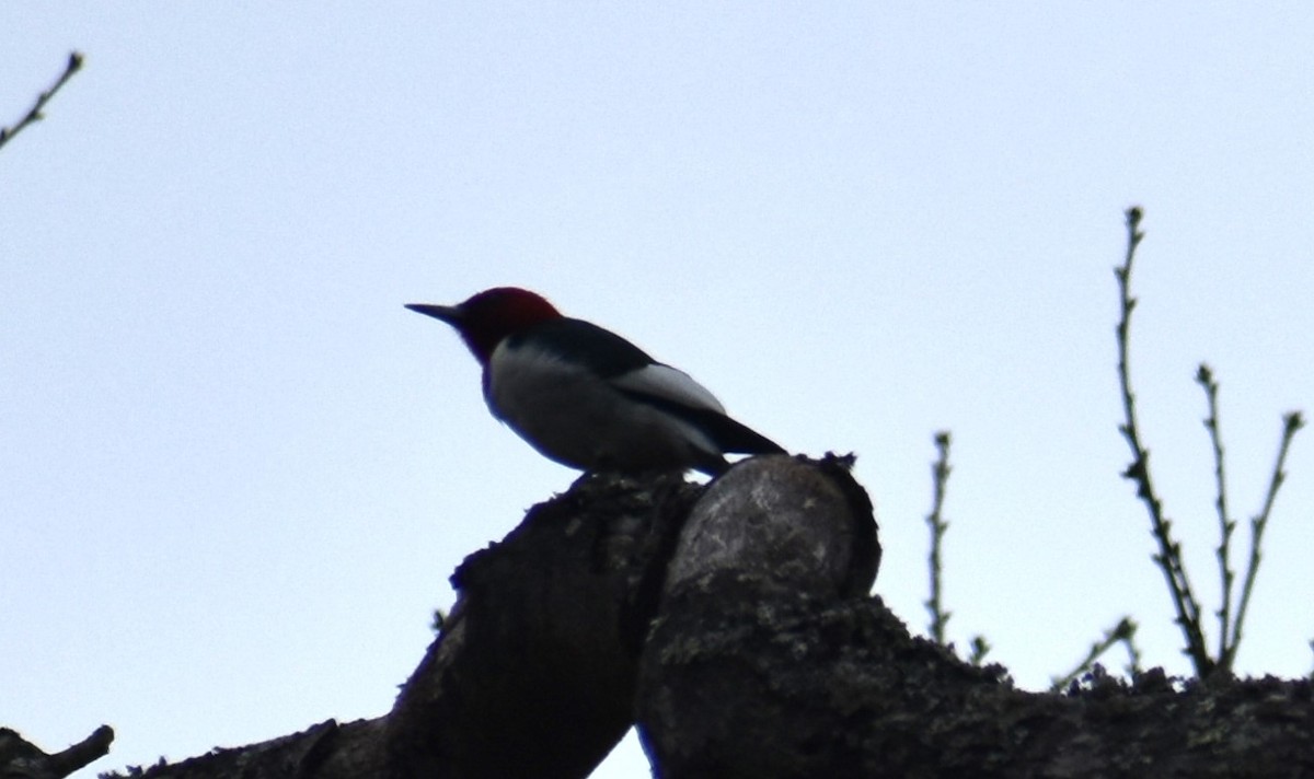 Red-headed Woodpecker - ML615547089