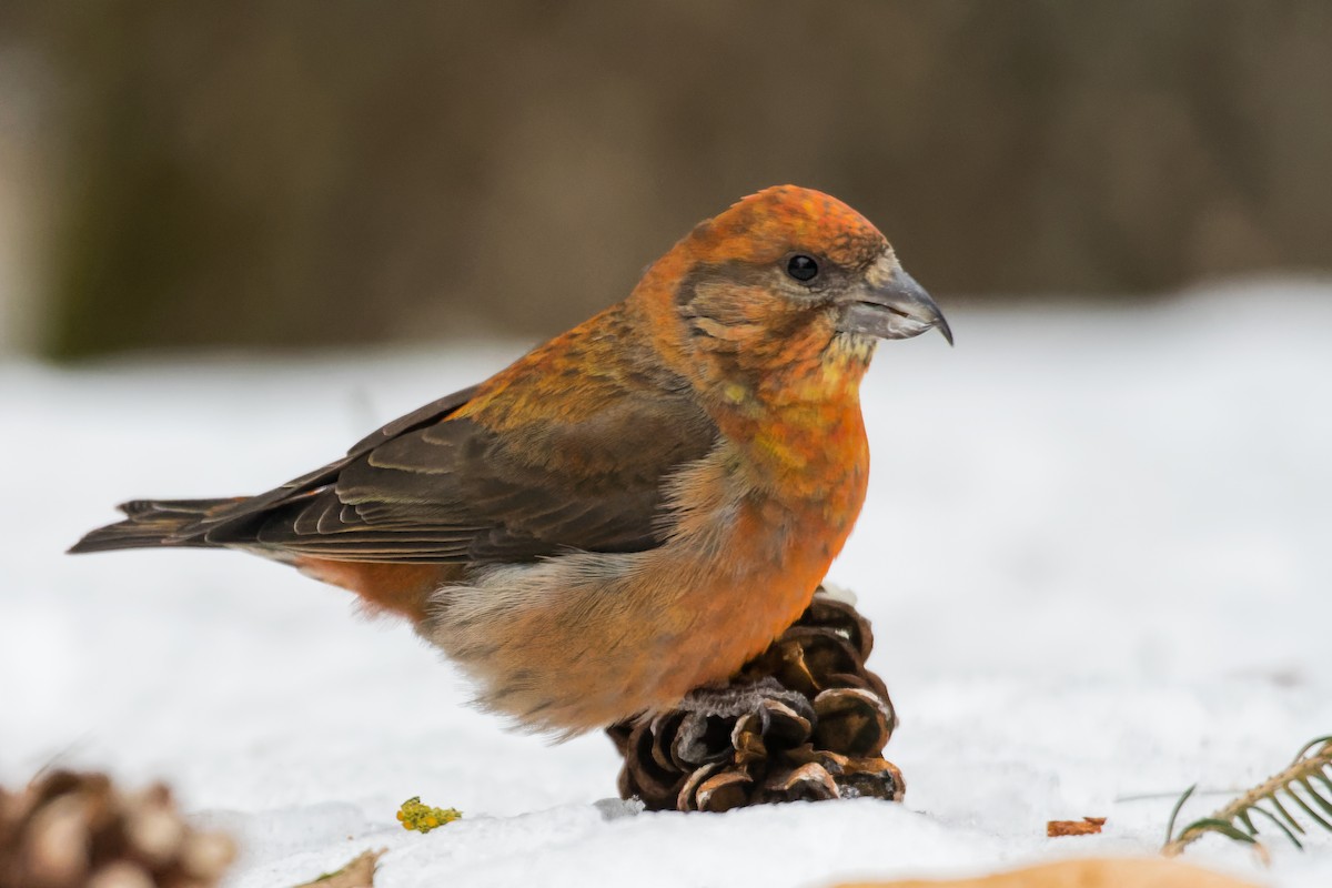 Red Crossbill - Christian Briand