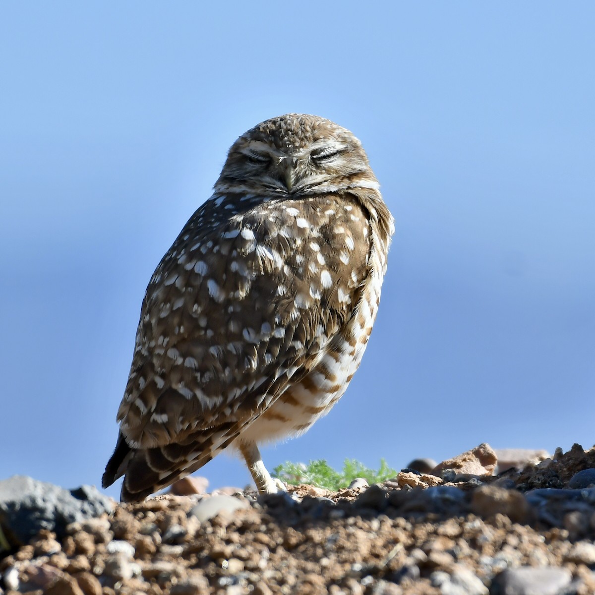 Burrowing Owl - Adam Knueppel