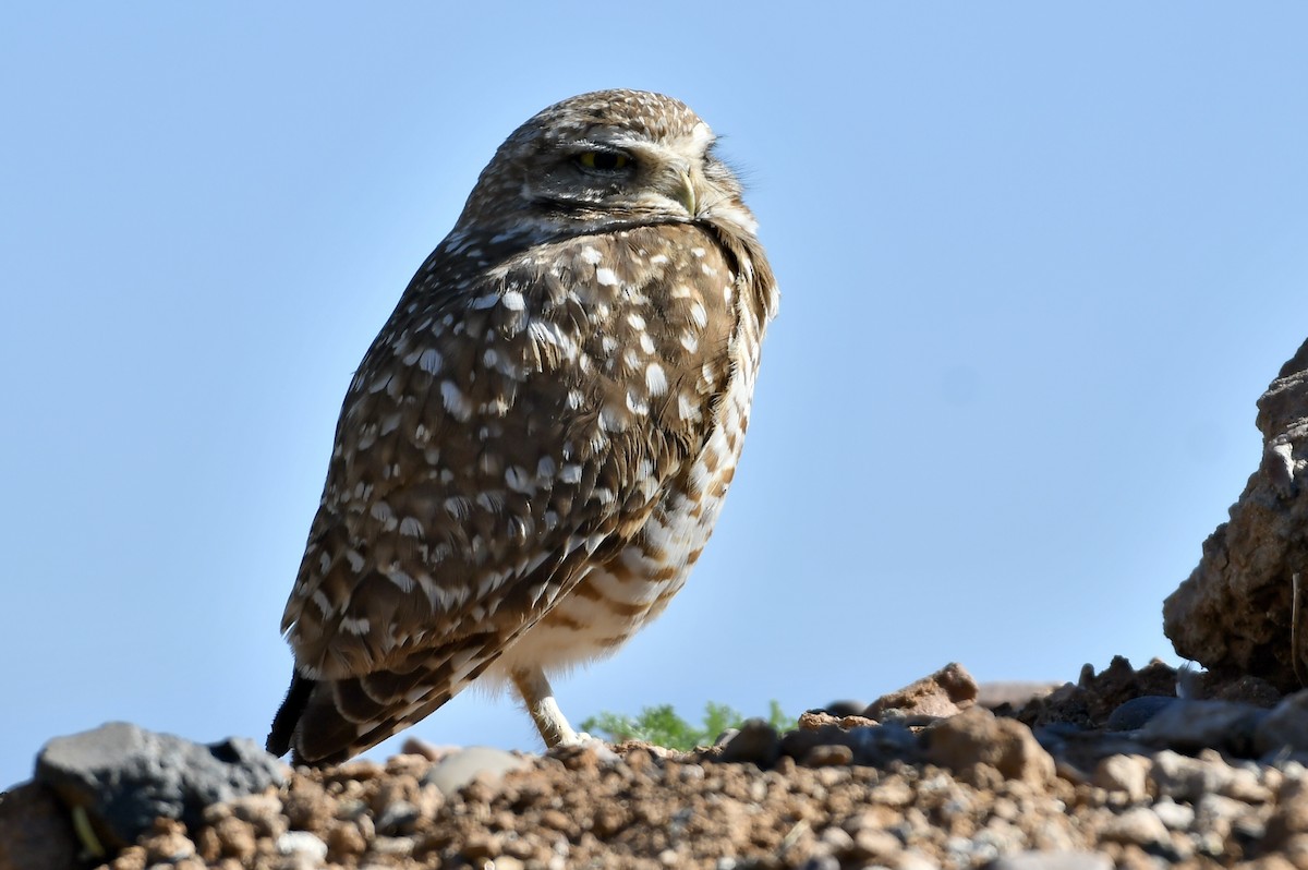 Burrowing Owl - ML615547530