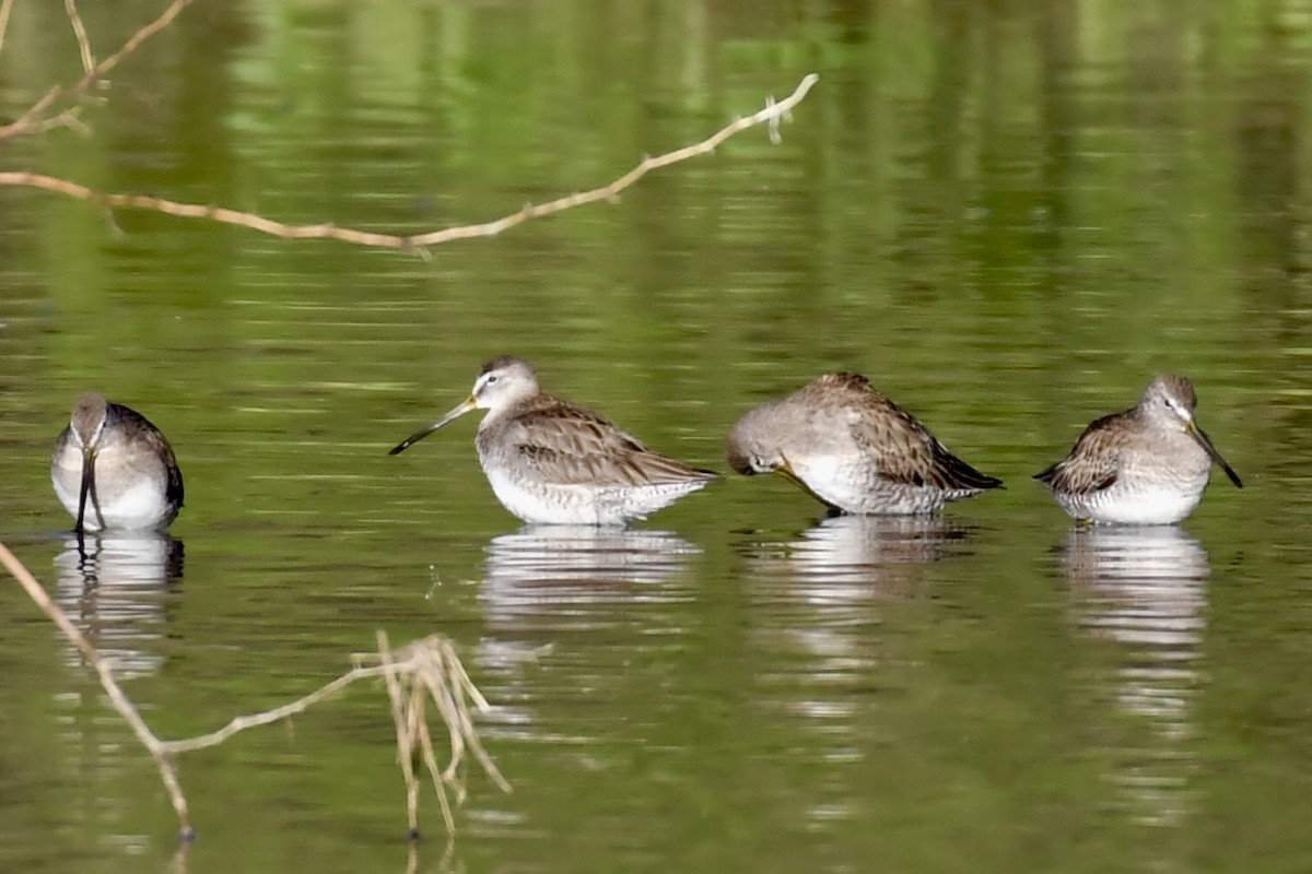 Long-billed Dowitcher - ML615547578