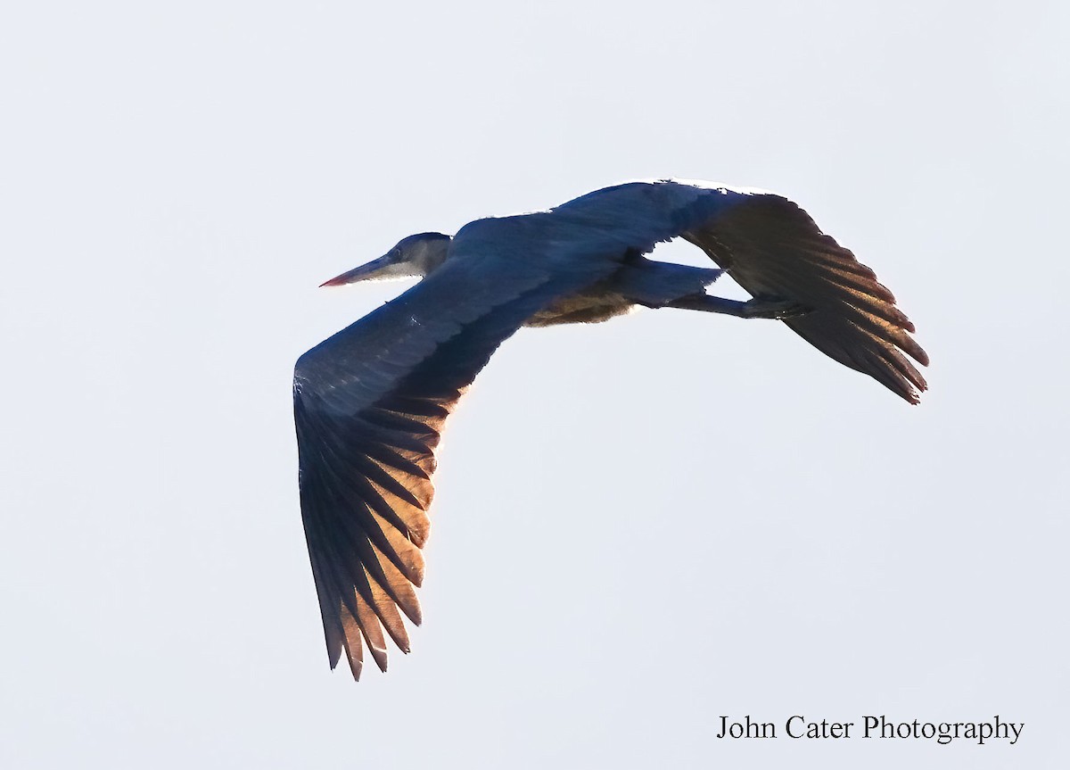 Great Blue Heron - John Cater
