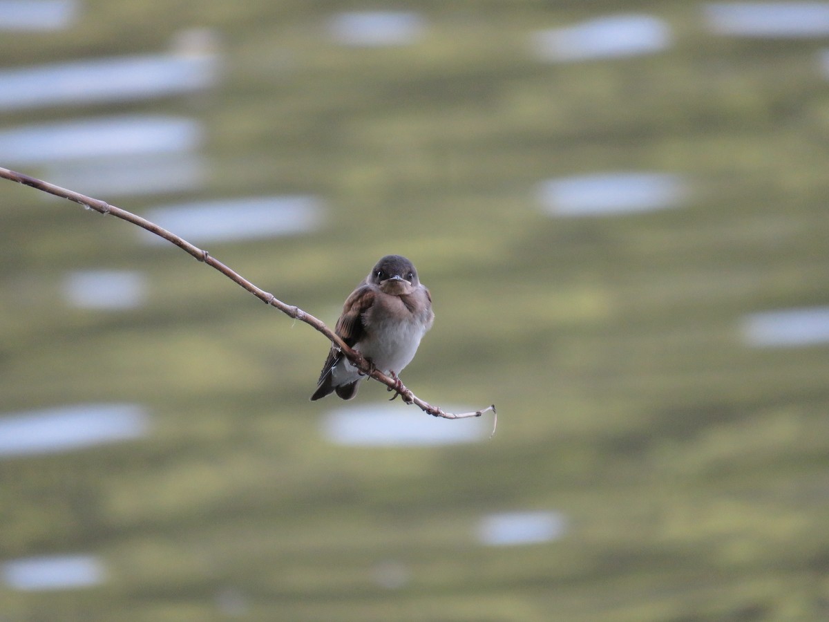 Northern Rough-winged Swallow - ML615547667