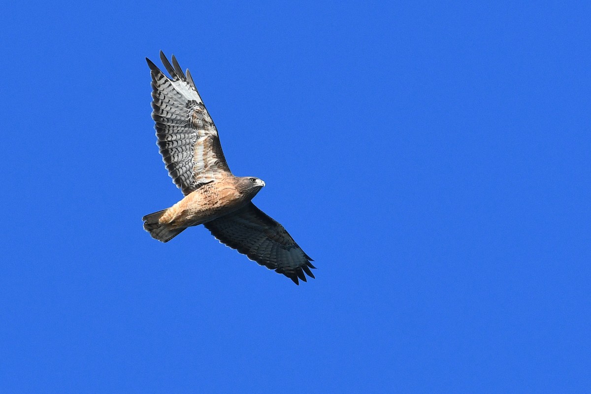 Red-tailed Hawk (calurus/alascensis) - ML615547838