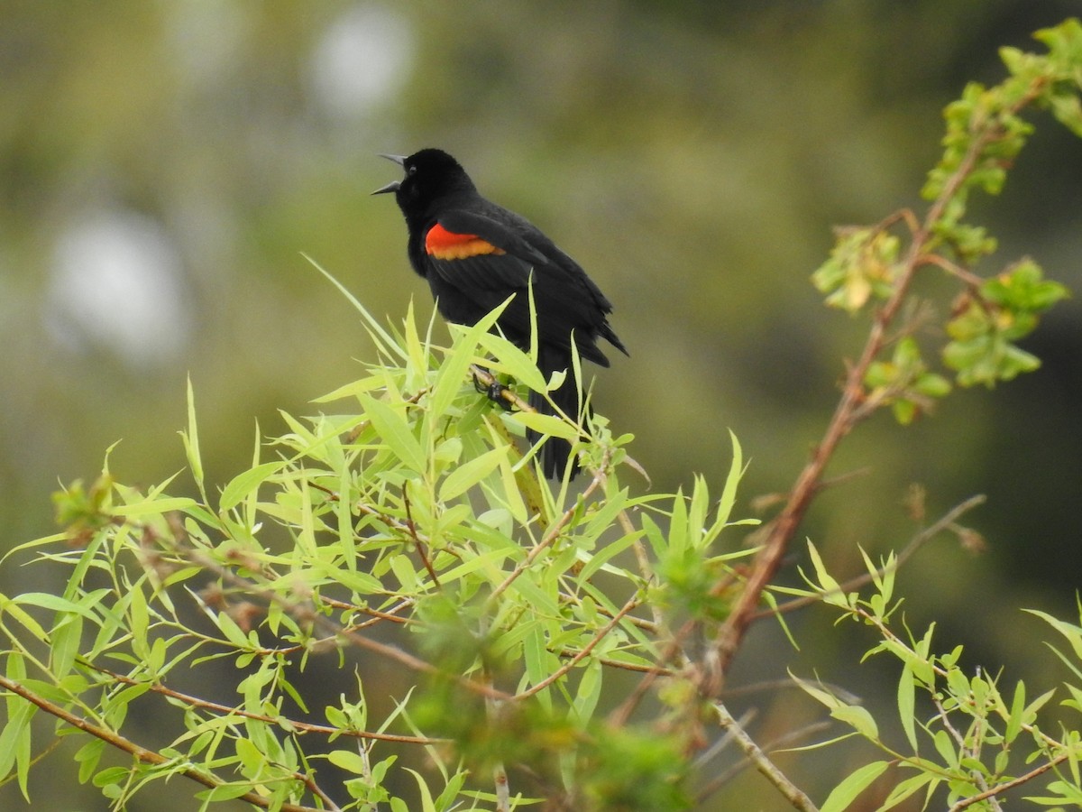 Red-winged Blackbird - ML615547958