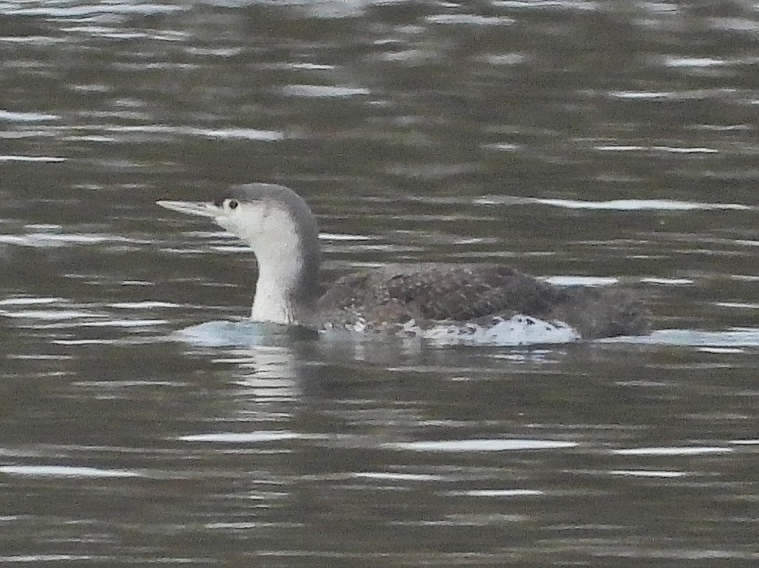 Red-throated Loon - ML615547987