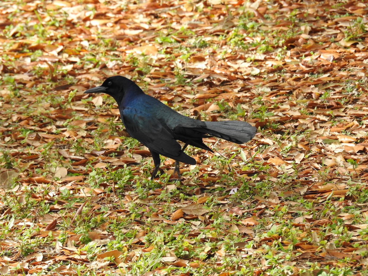 Boat-tailed Grackle - ML615548051