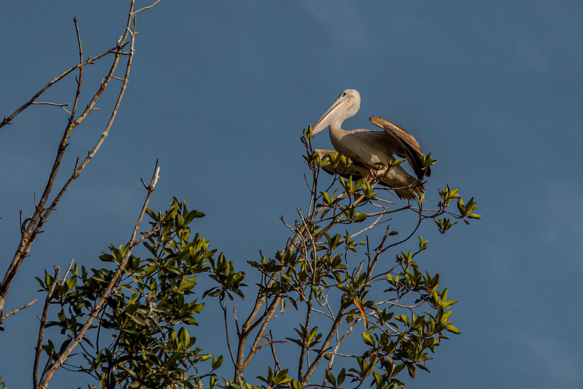 Pink-backed Pelican - ML615548185