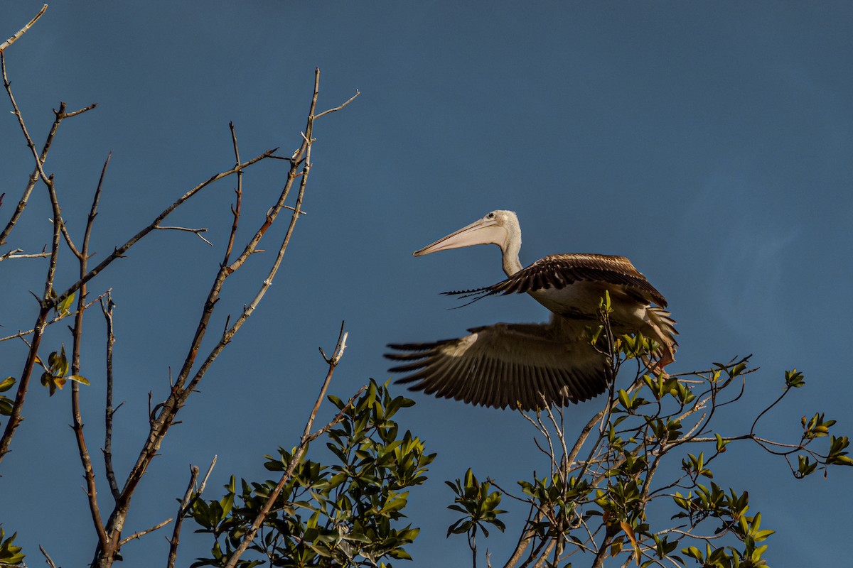 Pink-backed Pelican - ML615548186