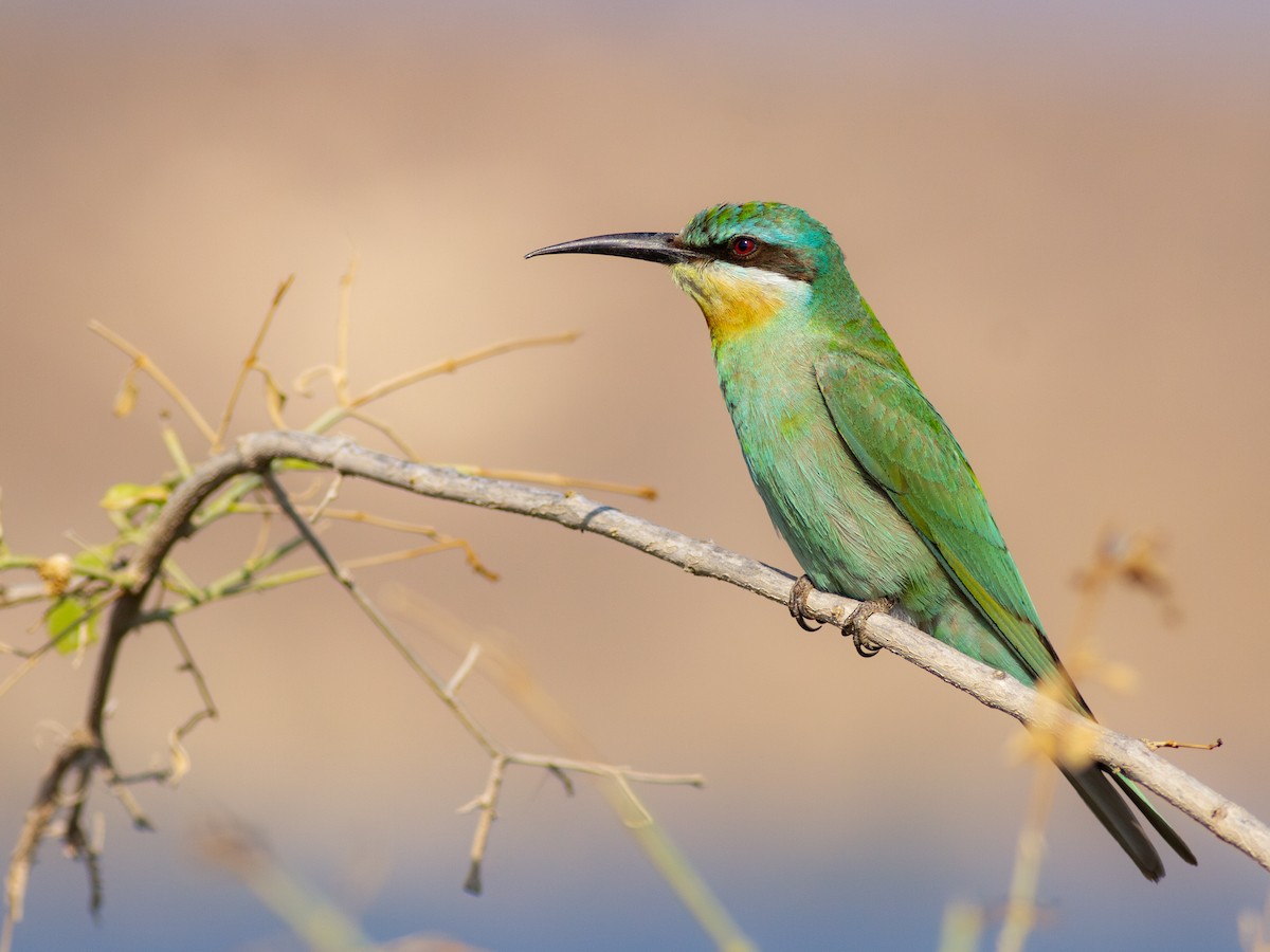 Blue-cheeked Bee-eater - ML615548245