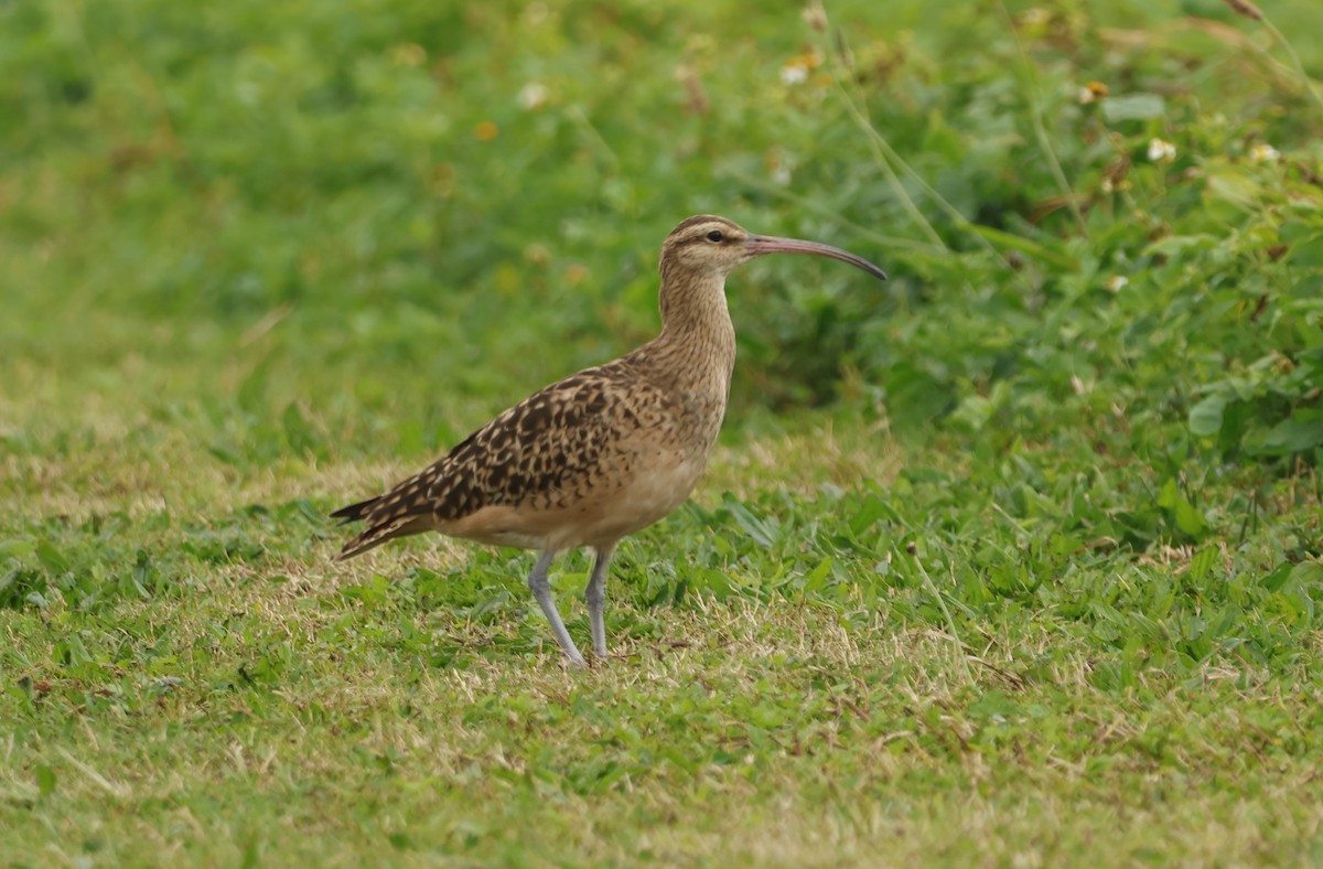 Bristle-thighed Curlew - ML615548527