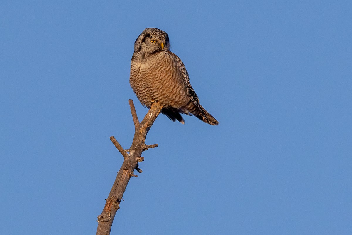 Northern Hawk Owl - Lance Runion 🦤