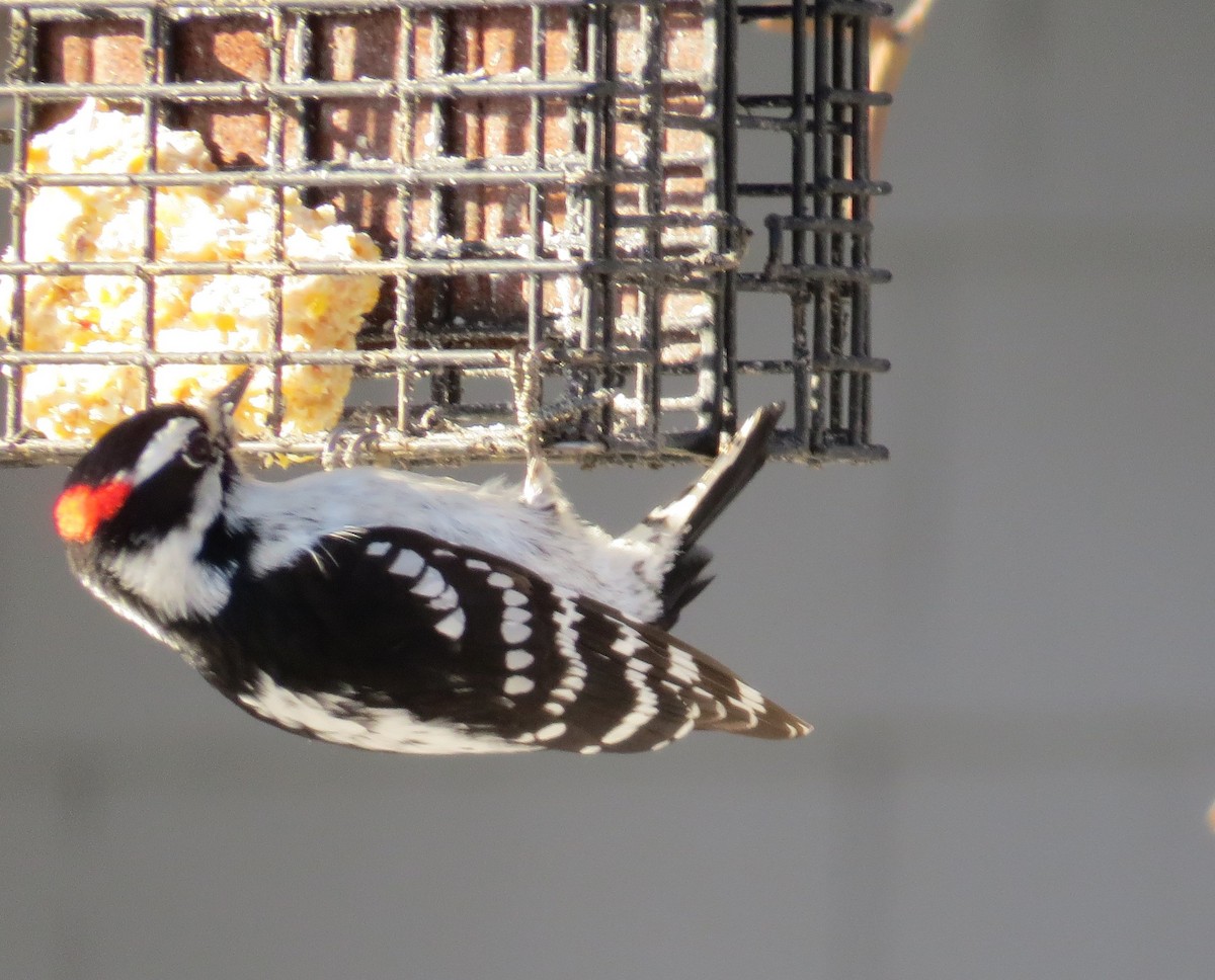 Downy Woodpecker - ML615548577
