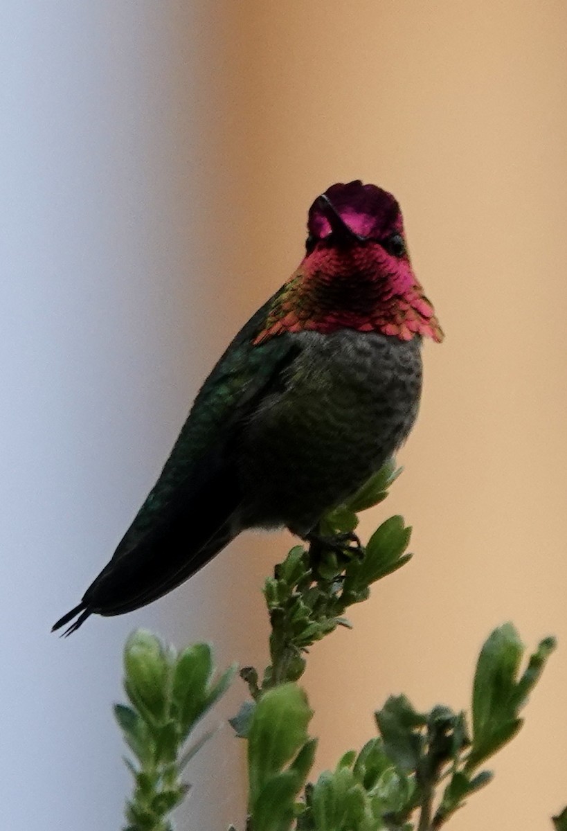 Anna's Hummingbird - ML615548708