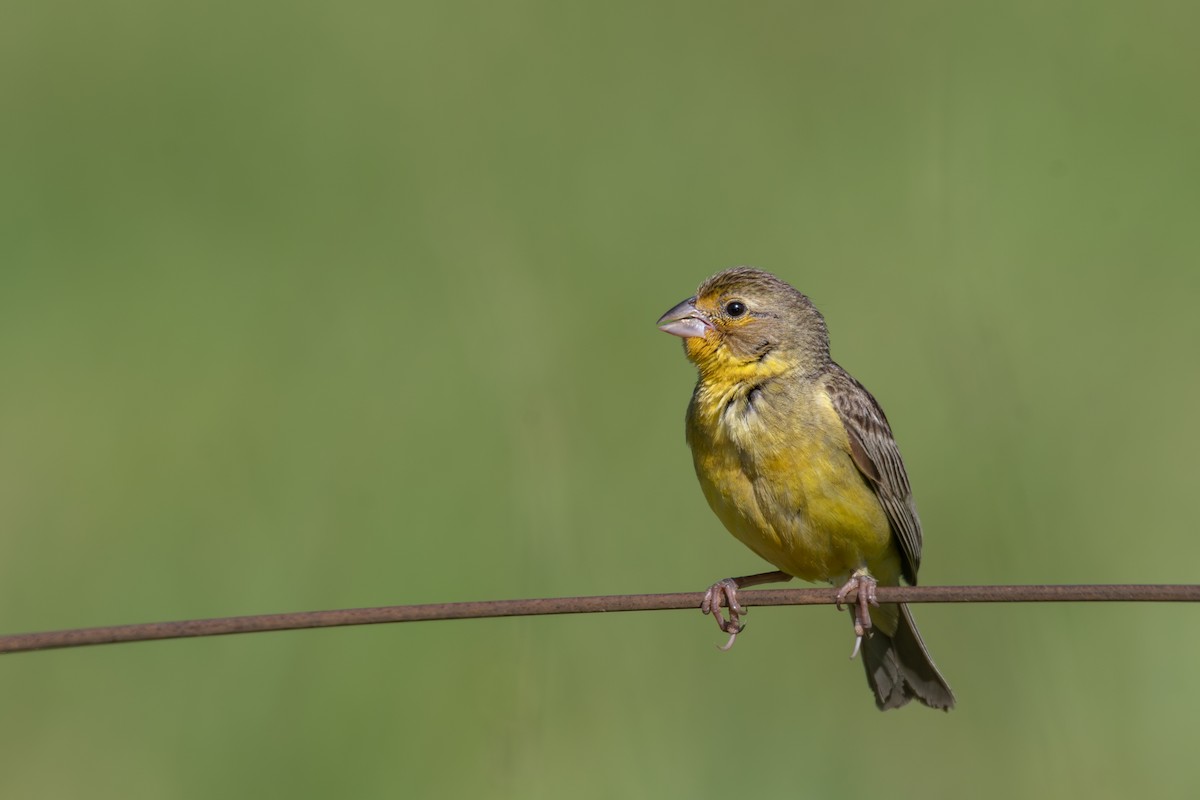 Grassland Yellow-Finch (Grassland) - Victor Castanho