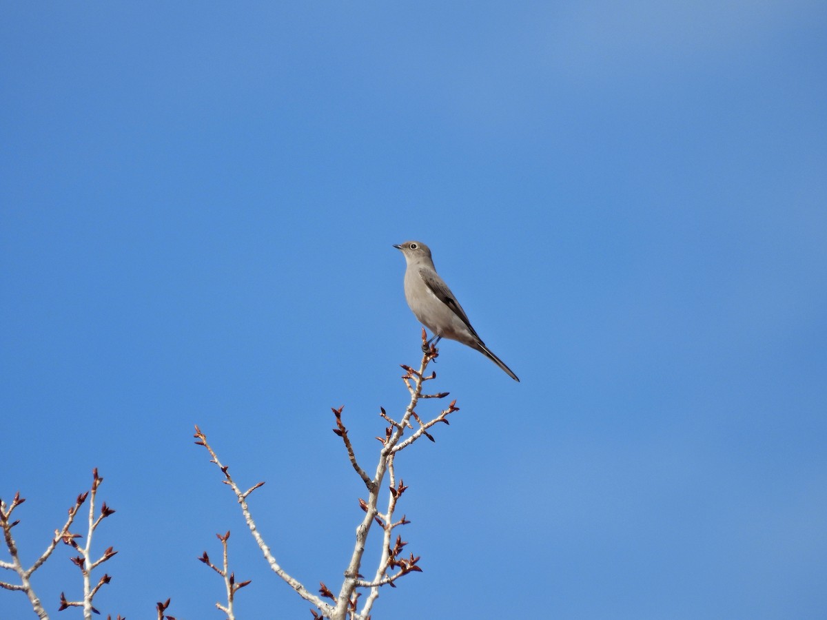 Townsend's Solitaire - ML615548789